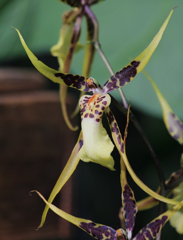 Орхидея брассия ( Бородавчивый паук ) - Анатолий Шумилин