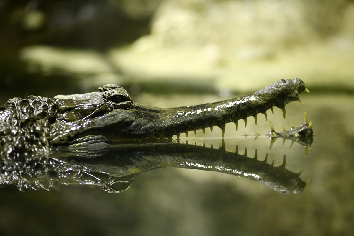 Гавиаловый крокодил - Мария Самохина