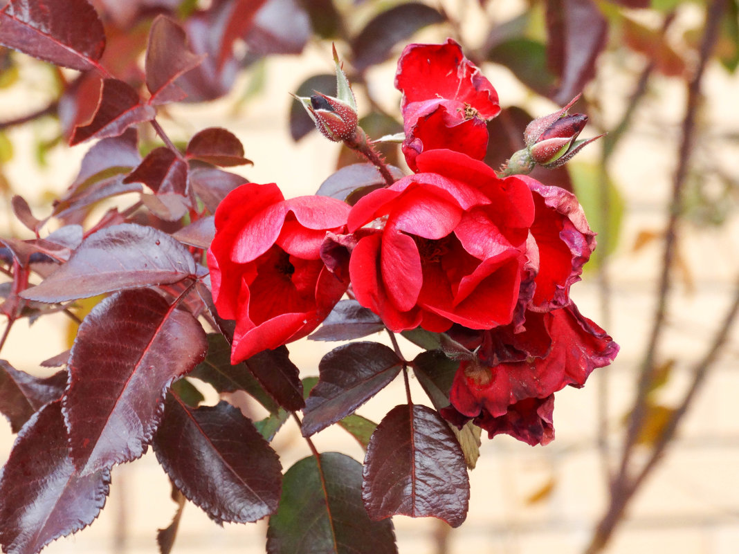 Ноябрьская роза - azer Zade 