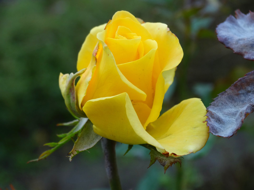 Осенняя роза...4 - Тамара (st.tamara)