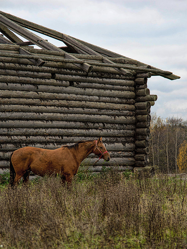 Barn and horse - Виталий Устинов
