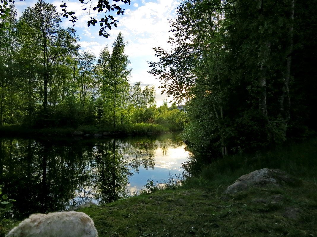 Летний вечер на речке - Светлана Петошина