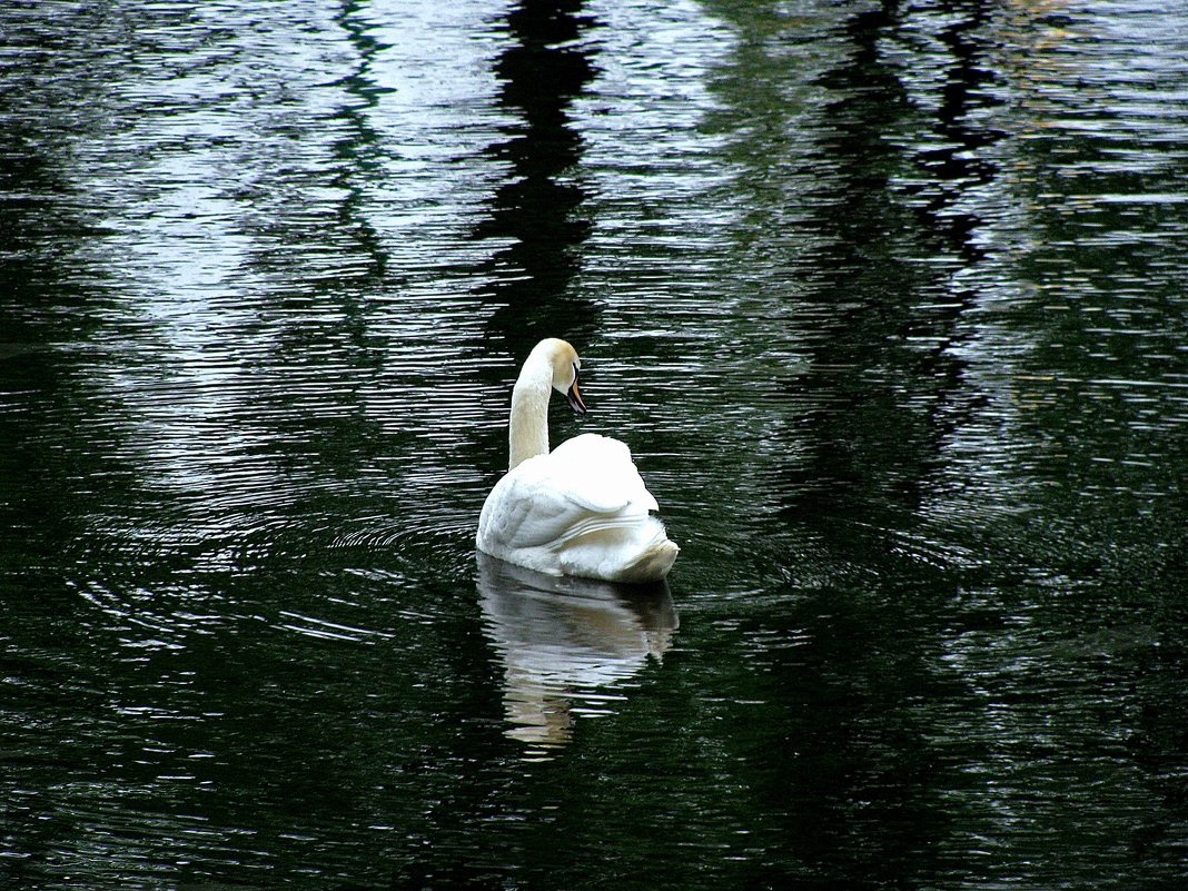 Лебедь на пруду. Летний сад - Наталья 