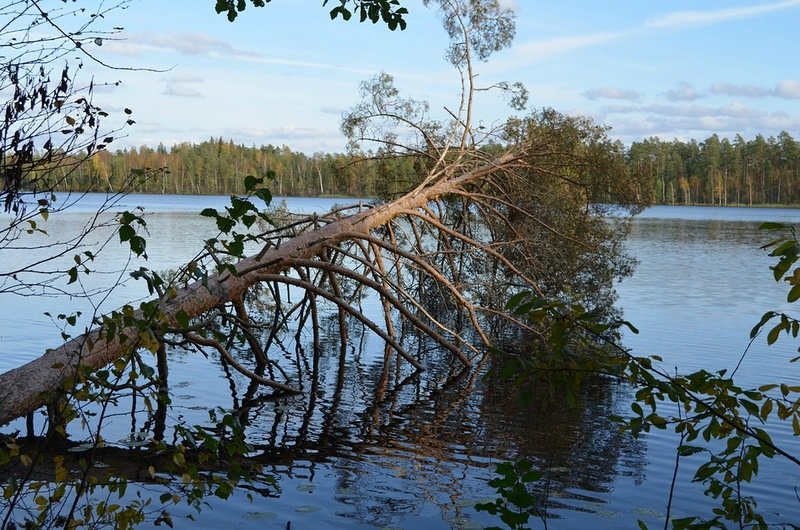 Дерево у озера - Татьяна Гусева