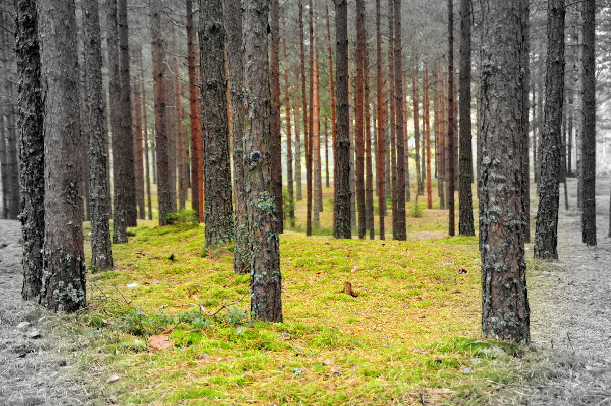 Волшебный лес - Дмитрий 