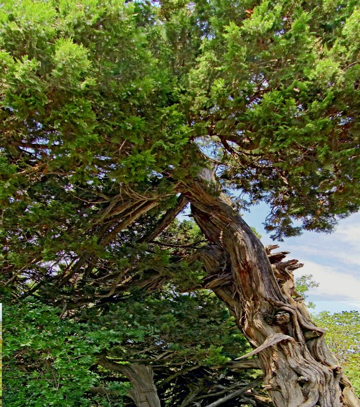 Реликтовое дерево - Вера Щукина