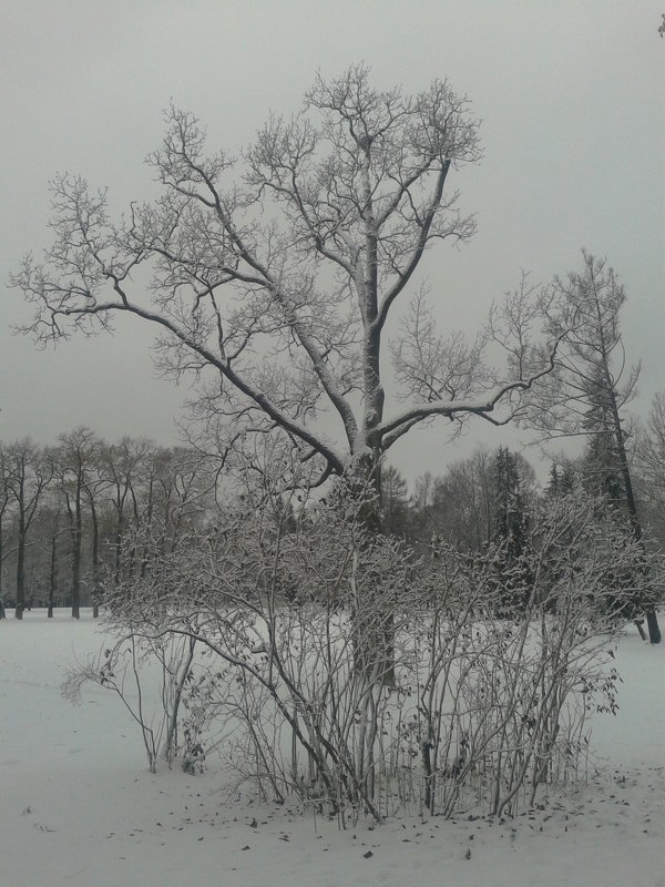 Дерево в снегу - Сапсан 