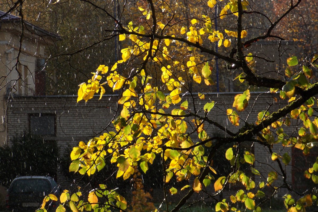 Осенние листья-2. Дождь и солнышко- редкое явление. - Фотогруппа Весна