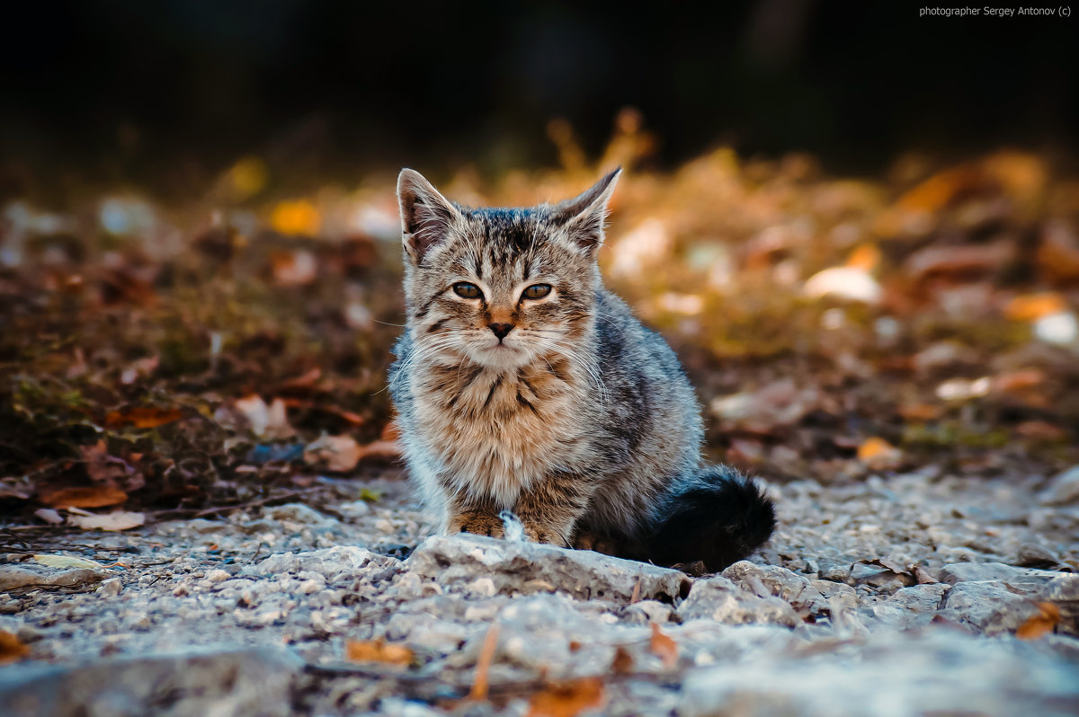 Cat - Сергей Антонов