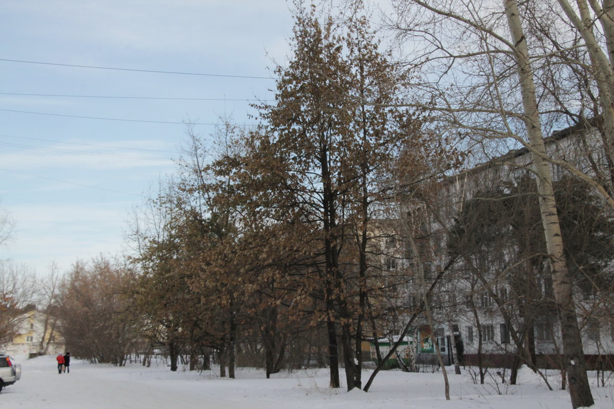 Бийск. Дубы в ноябре 2016. - Олег Афанасьевич Сергеев