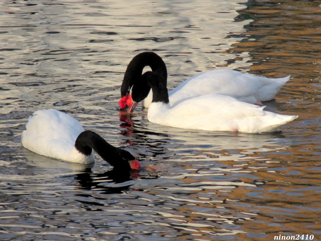 Черношейные лебеди в парковом пруду - Нина Бутко