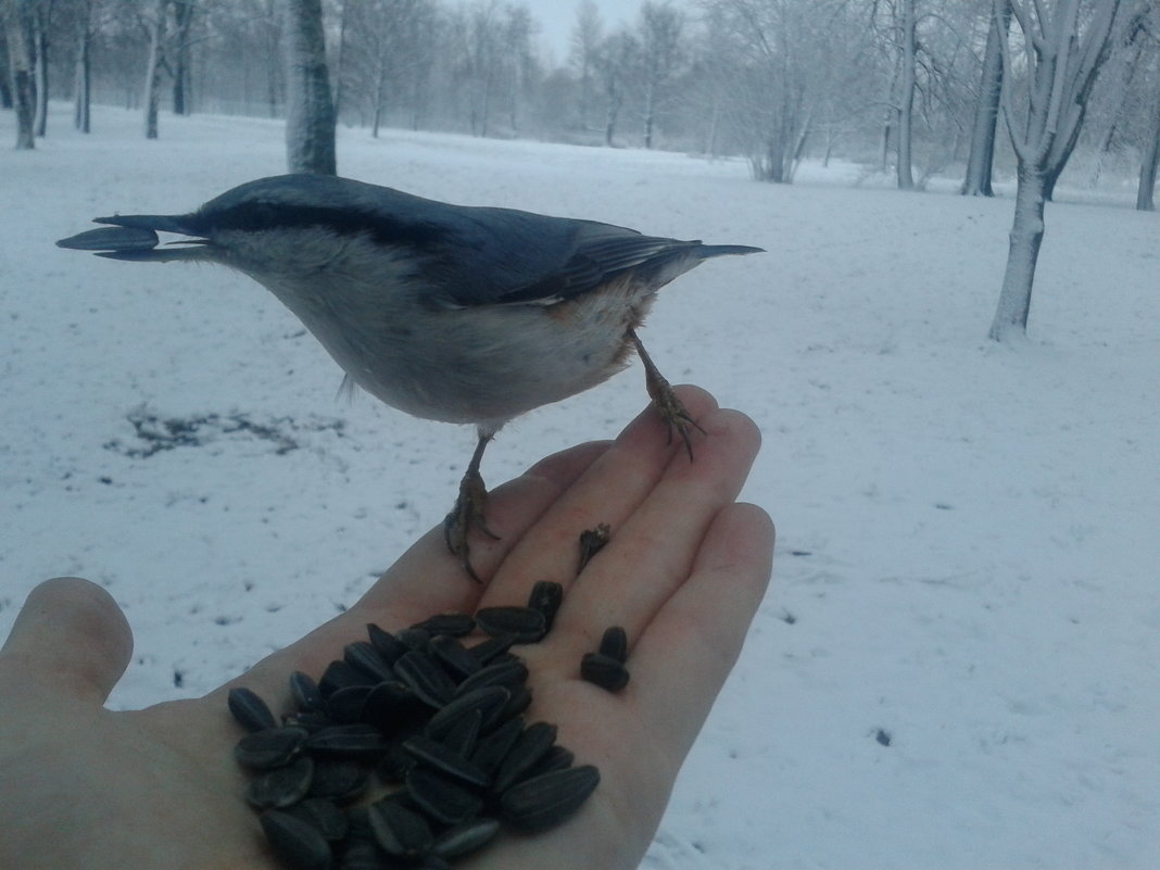 Поползень - Сапсан 