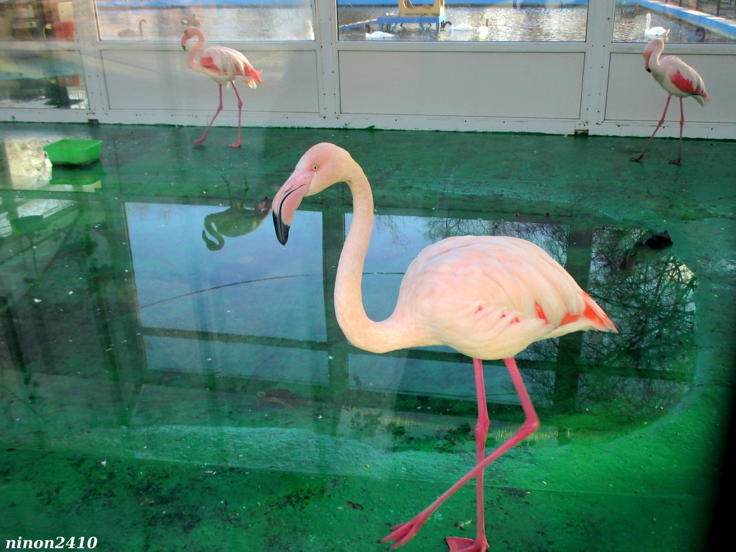 Фламинго. Жизнь за стеклом - Нина Бутко