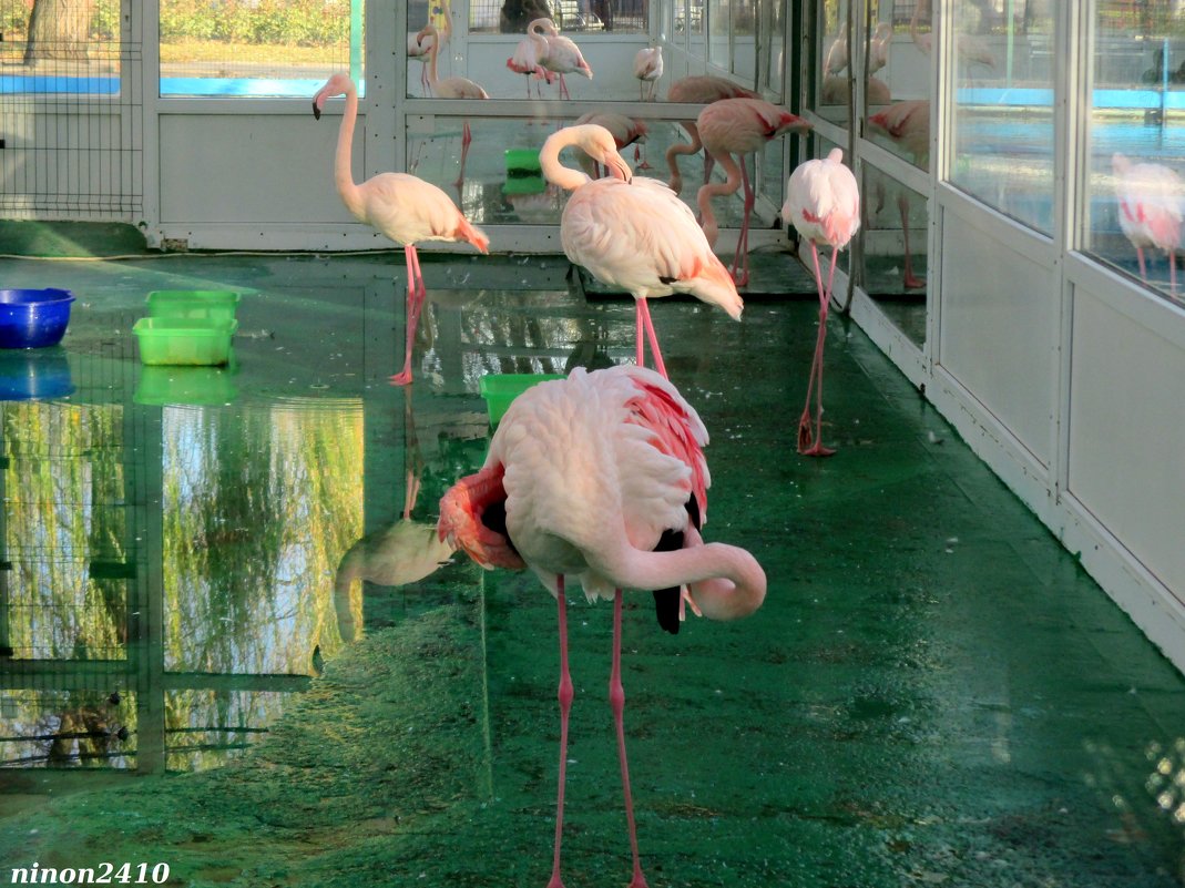 Фламинго. Жизнь за стеклом - Нина Бутко
