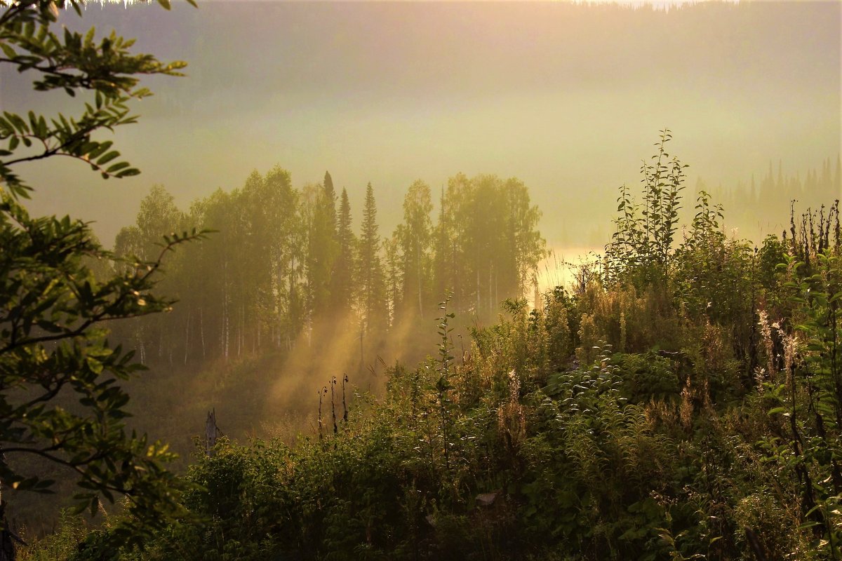 Солнечное утро с туманом - Сергей Чиняев 