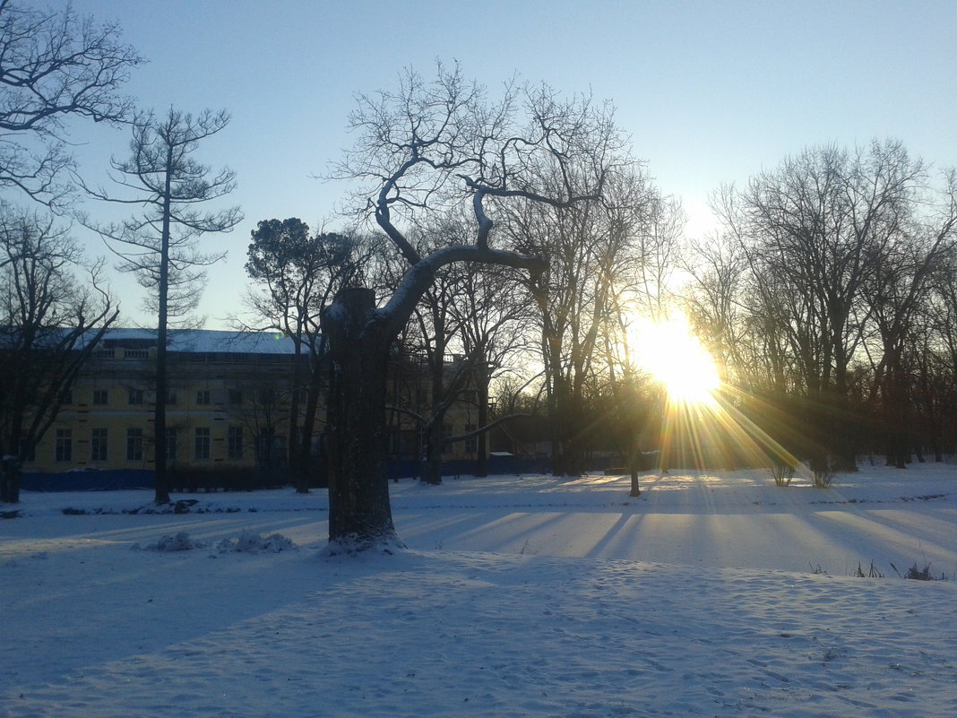 Зимнее утро - Сапсан 