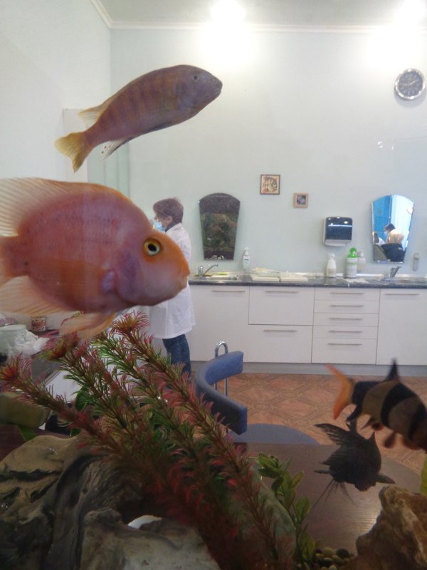 Реально-виртуальная реальность:золотые рыбки приплыли в кабинет зубного врача - Алекс Аро Аро