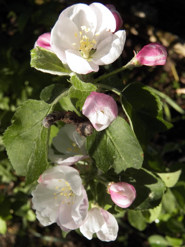 Яблони в цвету, какое чудо - Регина Пупач