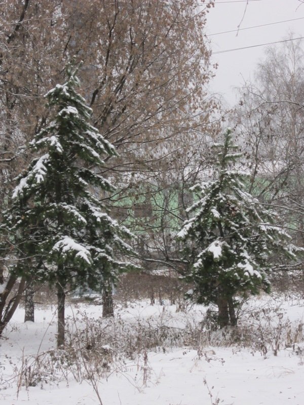 Ёлочки в снегу - Дмитрий Никитин