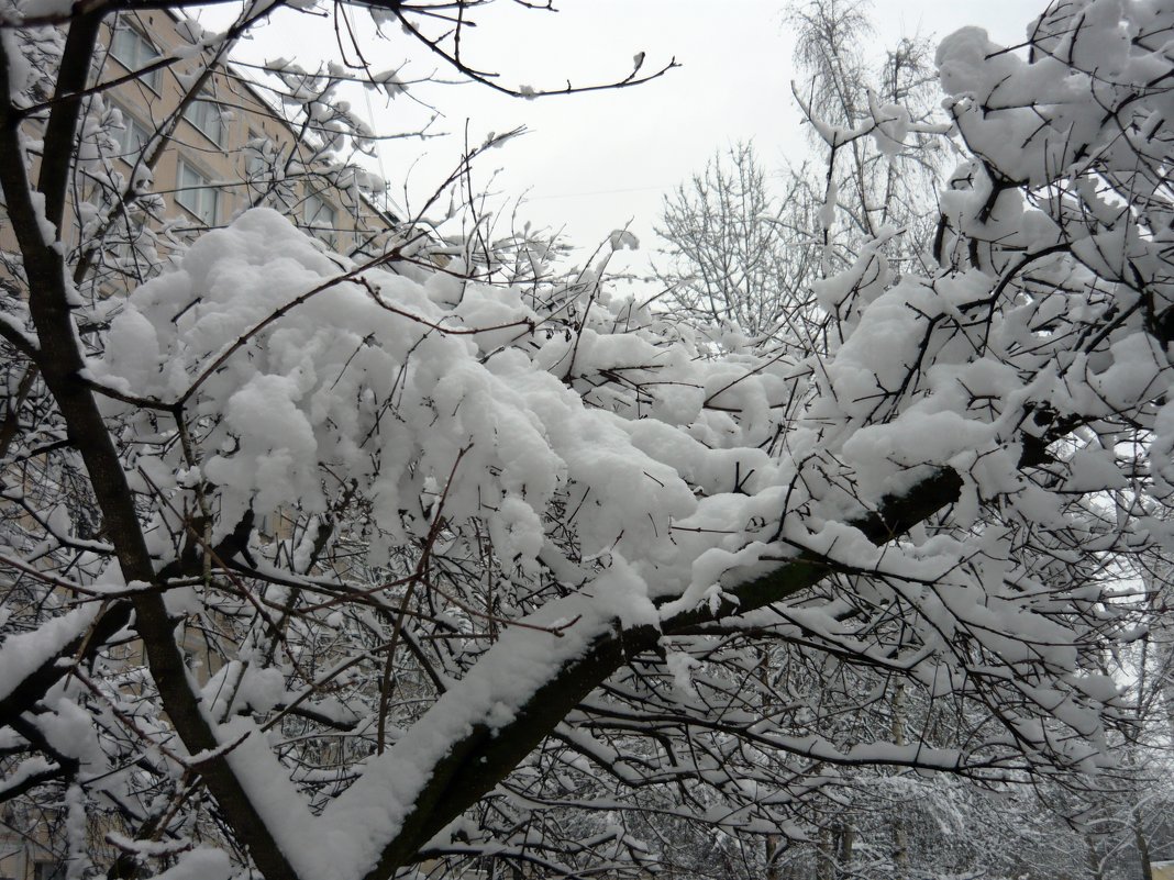 Нежный снежок - Вера Щукина