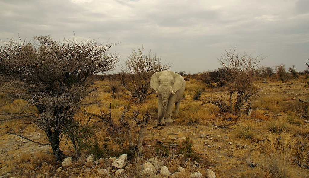 Намибия.Национальный парк Этоша. - Михаил Рогожин