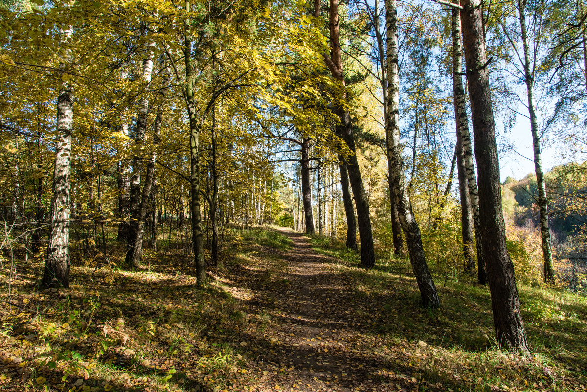 Осенний лес - Владимир Безбородов