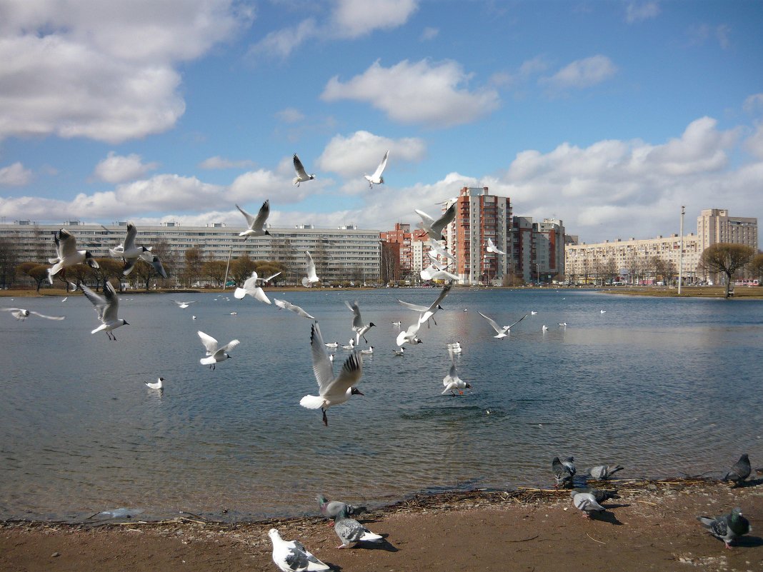 Чайки в городе - Вера Щукина