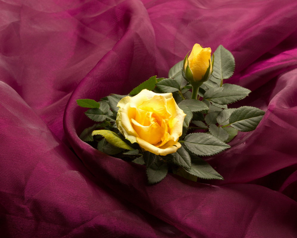 Желтые розы и марсала - Александра 