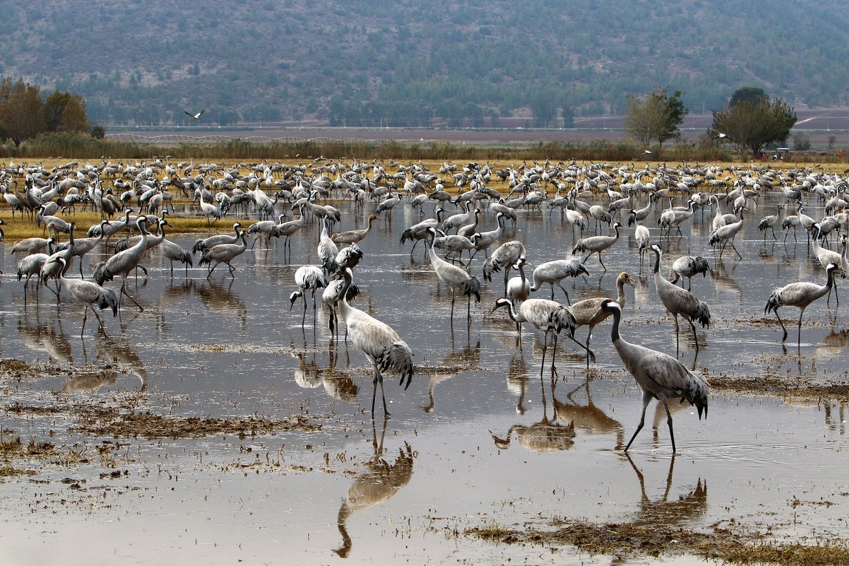 перелетные птицы в национальном птичьем заповеднике Хула расположенном на севере Израиля - vasya-starik Старик