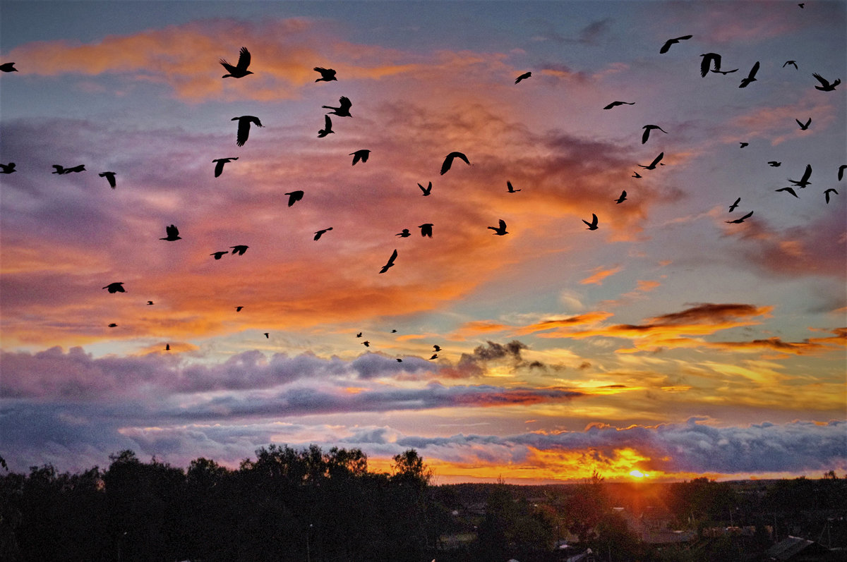 Птицы на закате - Валерий Талашов