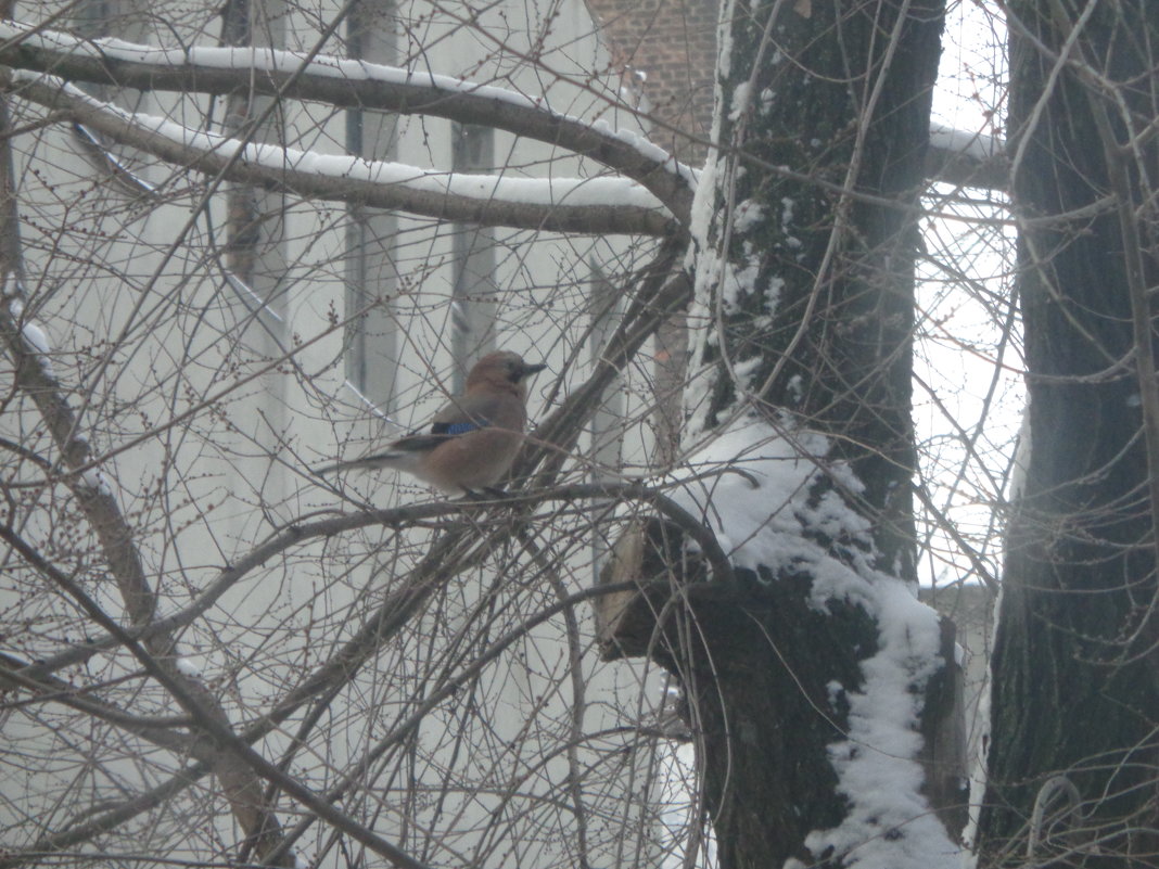 Созерцание снега помогает птице выходить в астрал... - Алекс Аро Аро