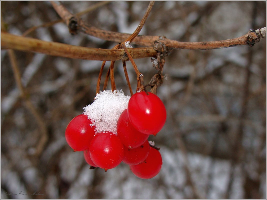 Калинка под снежным сахаром - °•●Елена●•° ♀