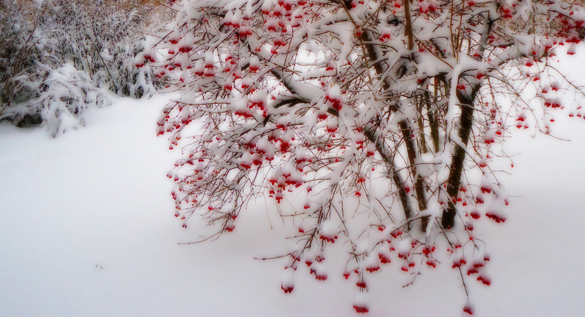 Калина в снегу - Виктория Власова