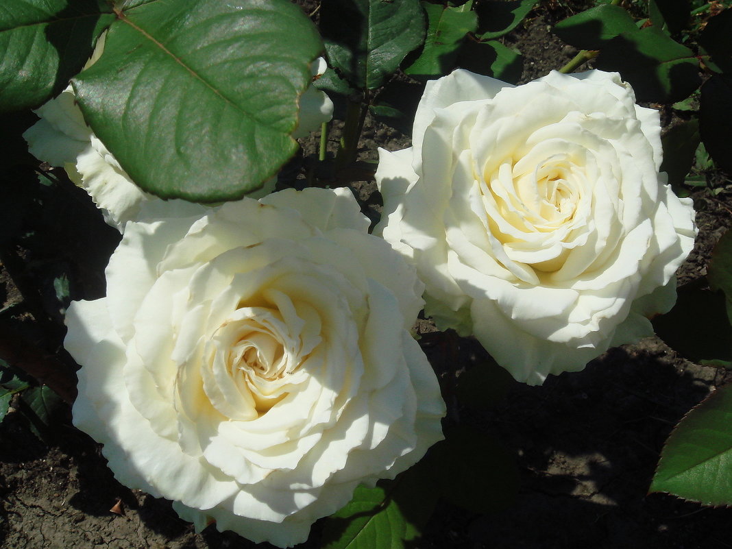 Белые розы - Флора 