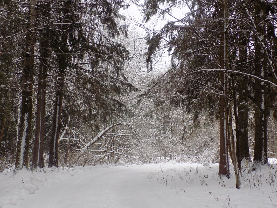 Зима в лесу - Андрей .