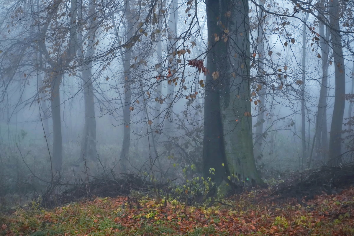 туман в лесу - Olena 