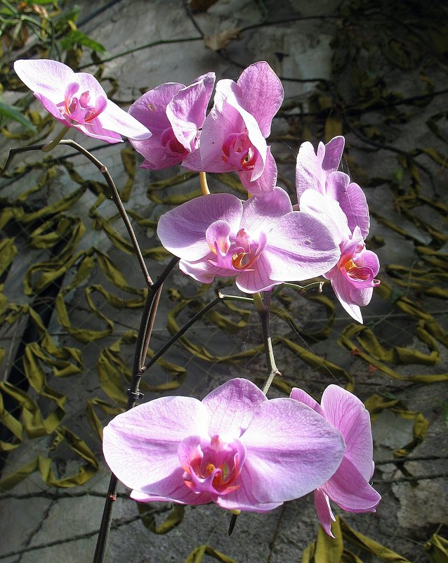 Орхидея фаленопсис - Елена Павлова (Смолова)