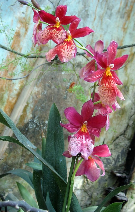 Орхидея Камбрия - Елена Павлова (Смолова)