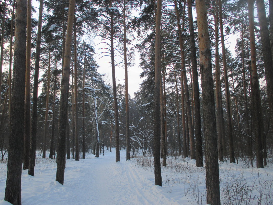 Зимний лес.... - Valentina 