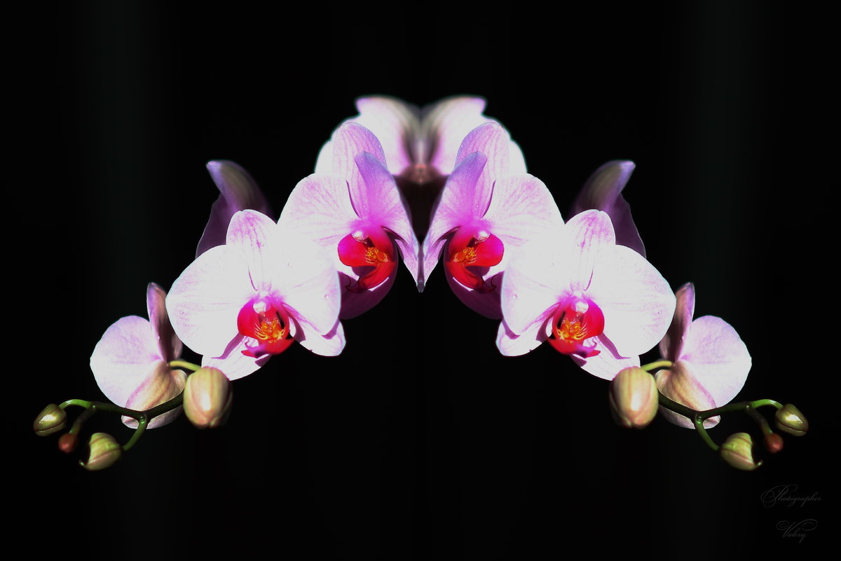 Орхидеи - Валерий Лазарев