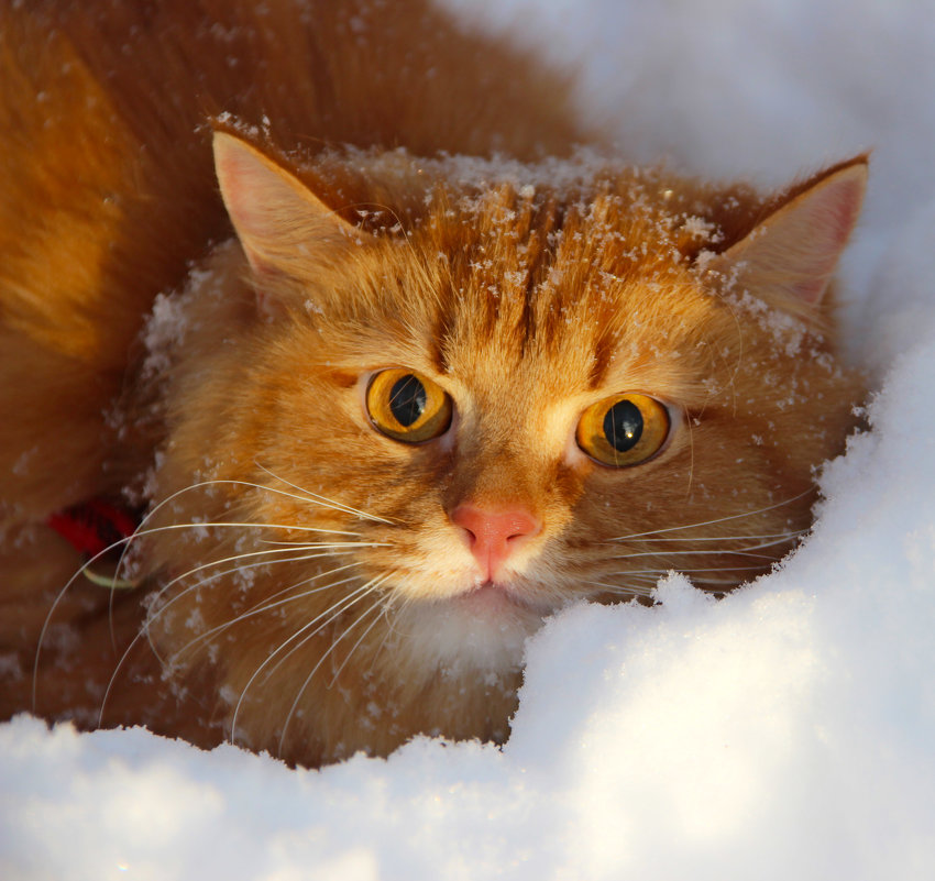 Зима и кот - Краснов  Ю Ф 