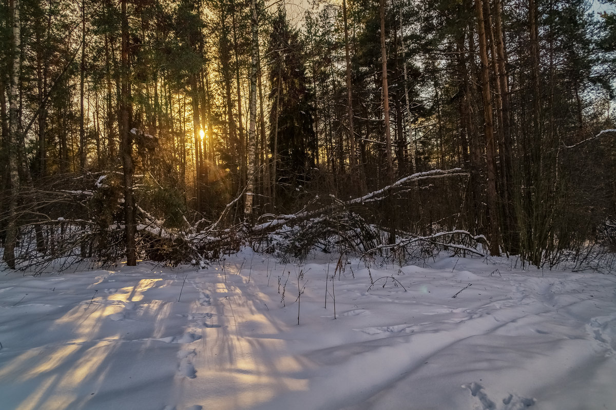 Солнце за лесом - Андрей Дворников