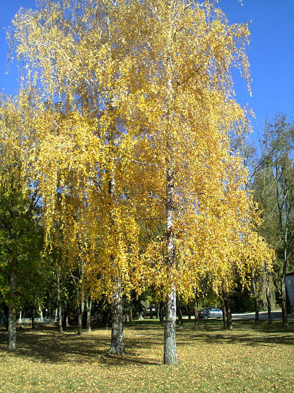 Осенью - Варвара 