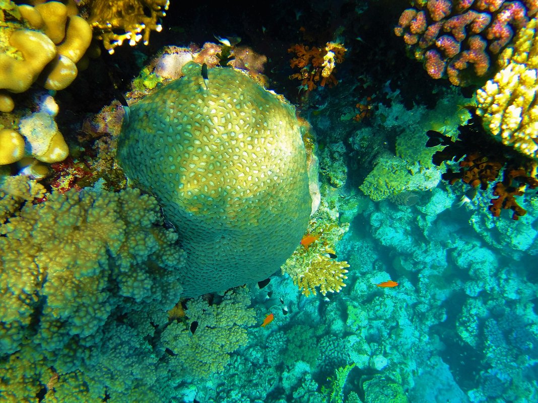 Мозаичный коралл... - Sergey Gordoff