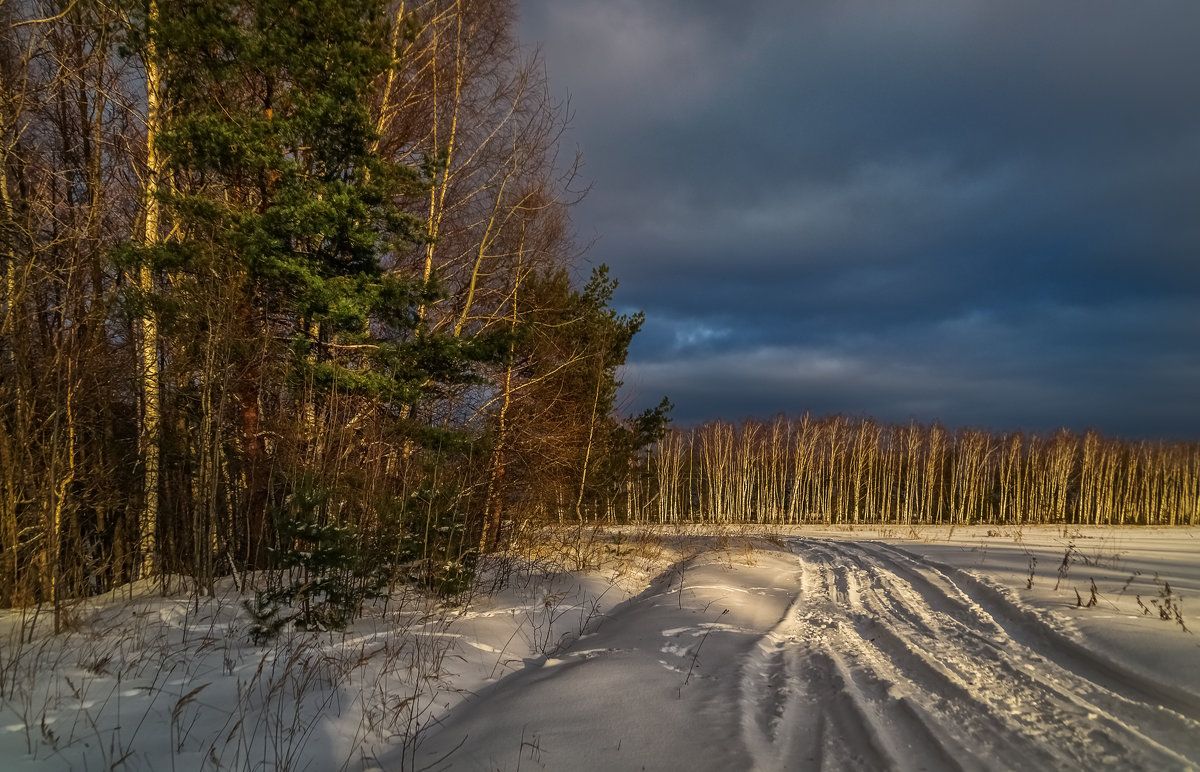 Дорога из леса - Андрей Дворников