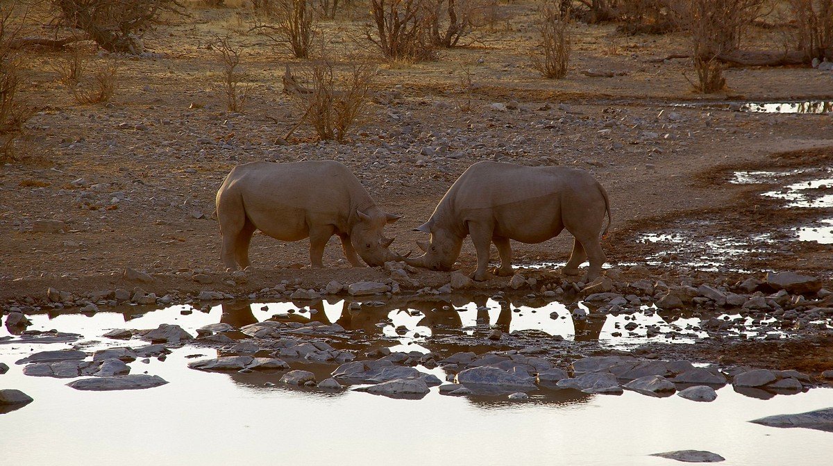 Два носорога на закате - Михаил Рогожин