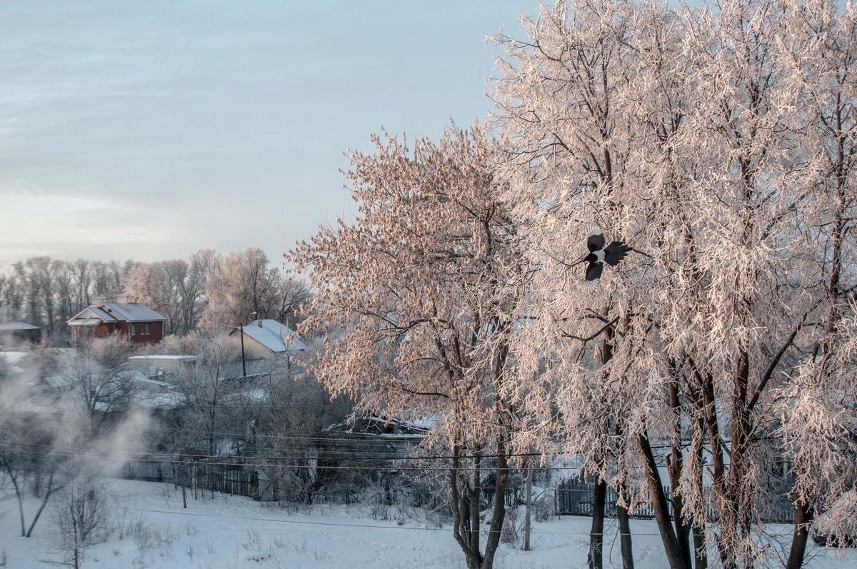 *** - Николай Алексеевич 