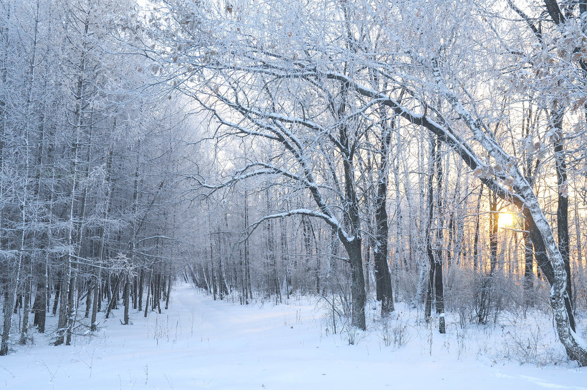 Солнце в зимнем лесу - Сергей Тагиров