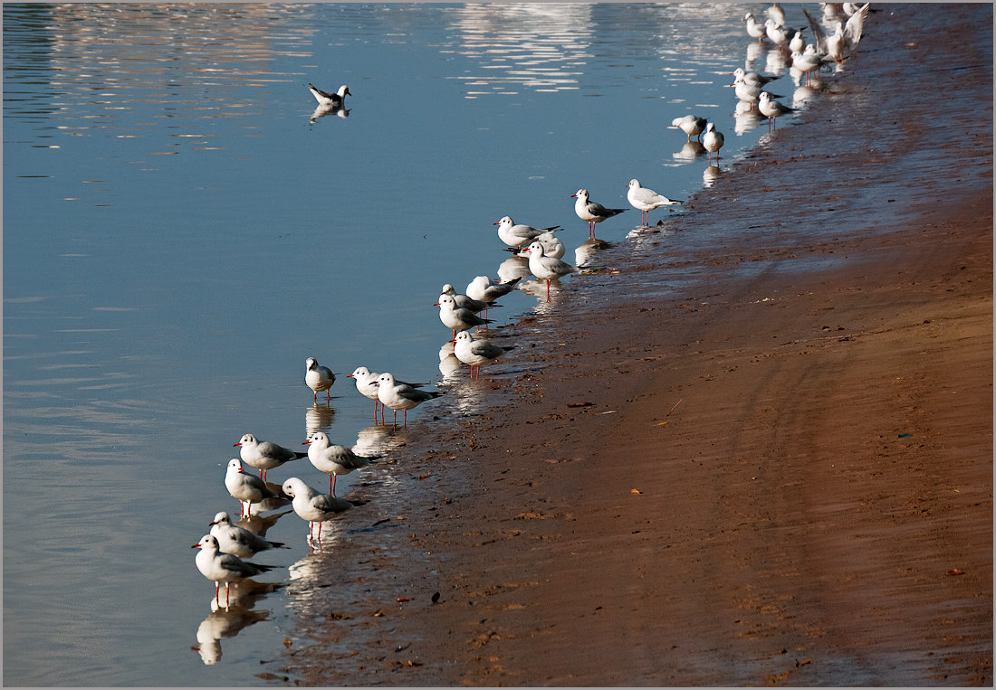 Чайки на реке Яркон. - Lmark 