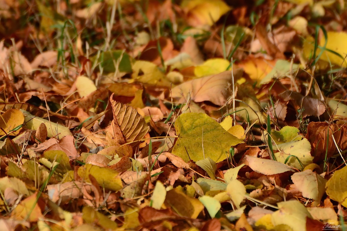 На ковре из Жёлтых листьев танцует Осень.......... - Sergey (Apg)
